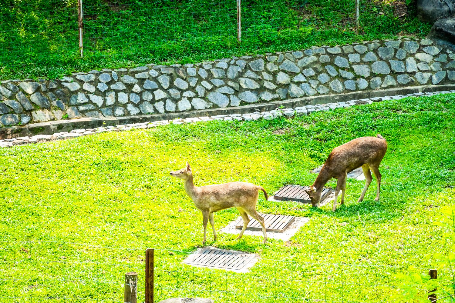 吉隆坡鹿园好玩吗,吉隆坡鹿园景点怎么样_点评_评价【携程攻略】