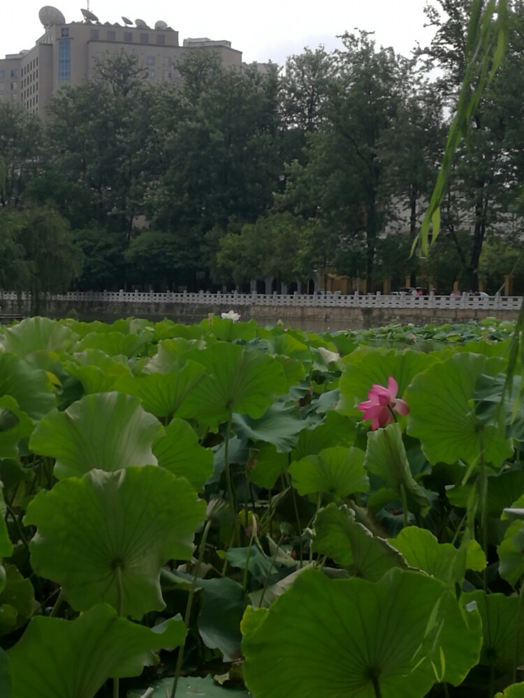 翠湖公园