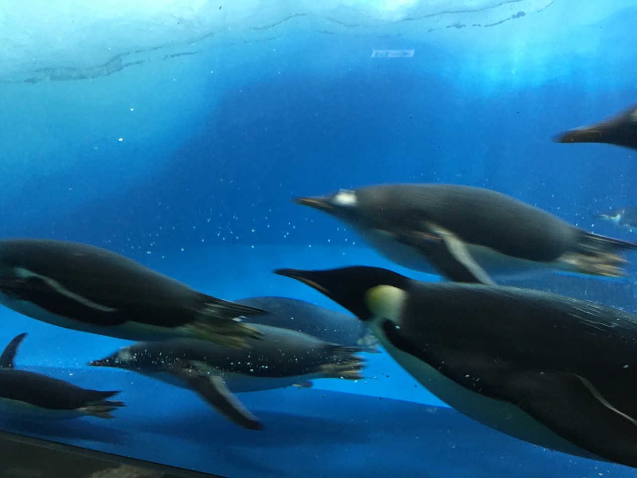 名古屋港水族館