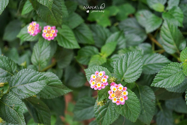 (91日勇闯泰老云贵藏,尼泊尔印度斯里兰卡)泰国