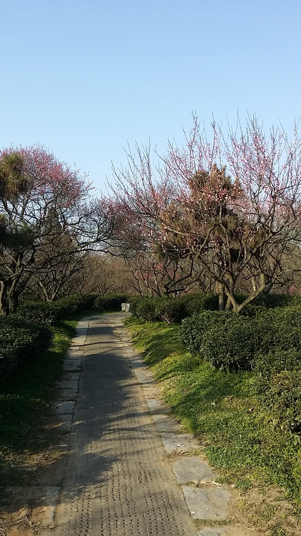 梅花山旅游景点攻略图