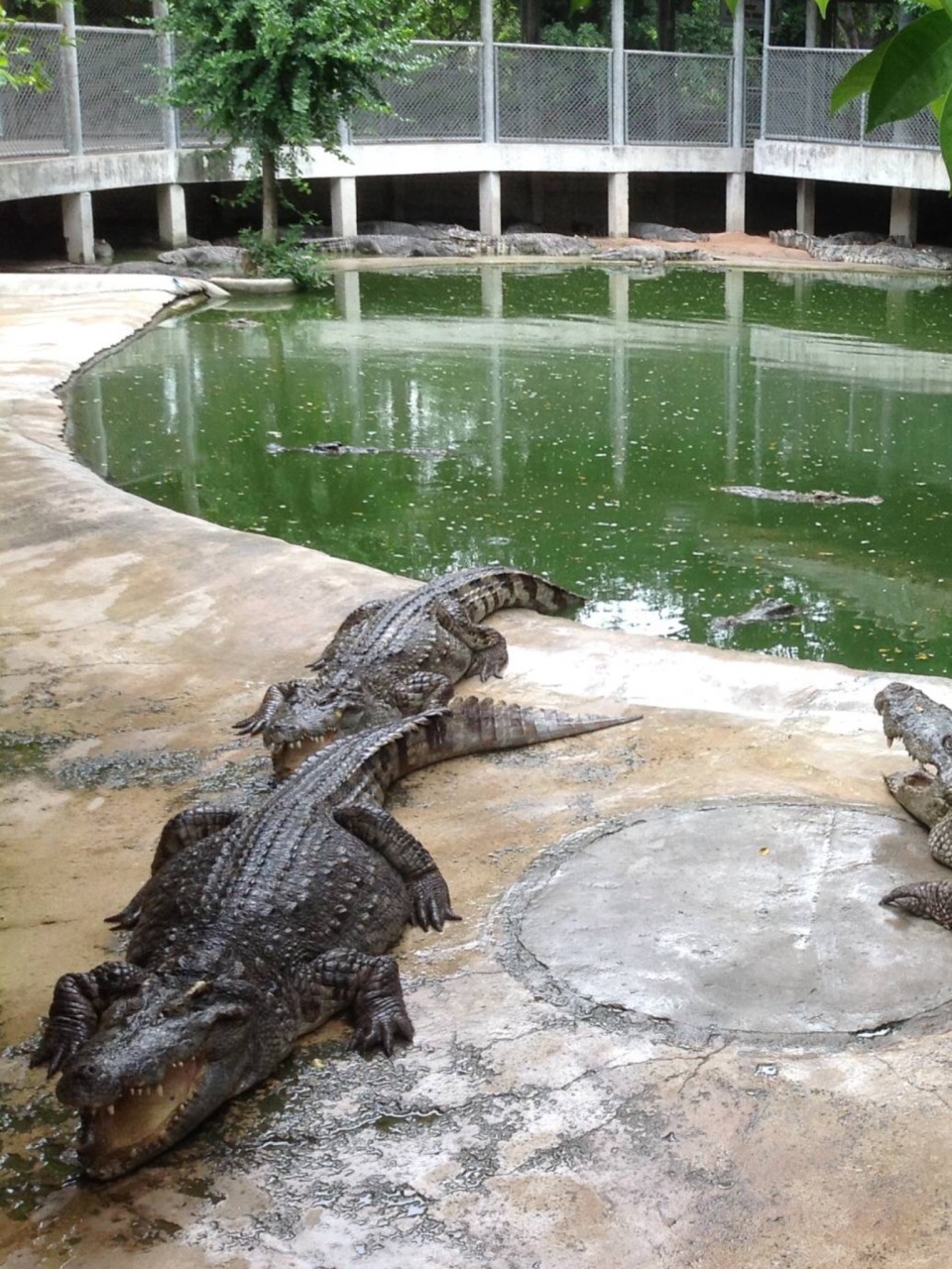 云石公园鳄鱼潭