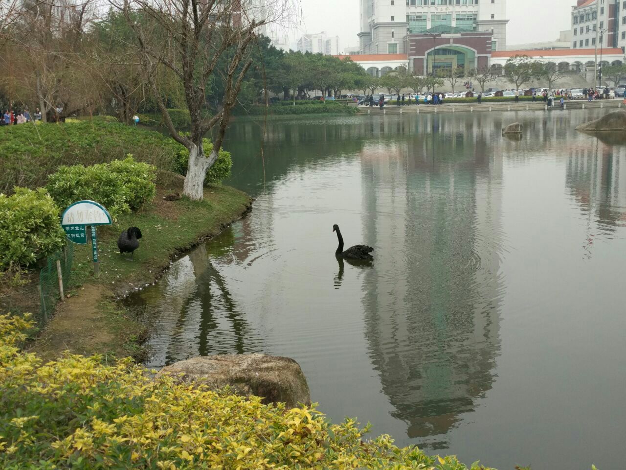 【攜程攻略】廈門廈門大學芙蓉湖景點,位於廈大的中心位置的一個湖泊,