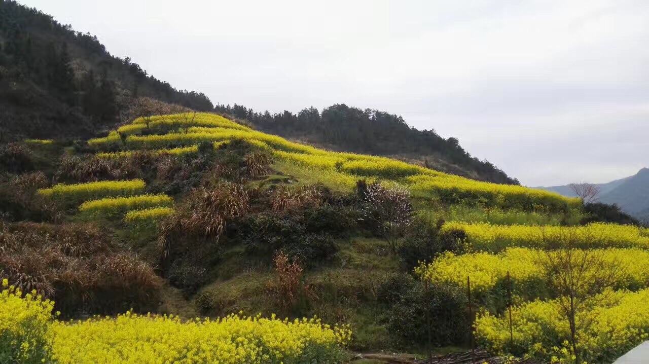 開化錢江源國家森林公園好玩嗎,開化錢江源國家森林公園景點怎麼樣