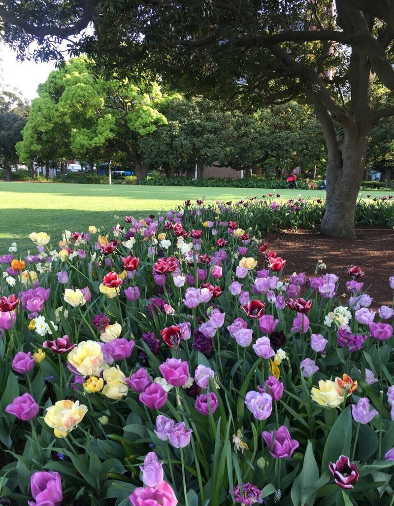 赏花节 山下公园 携程攻略
