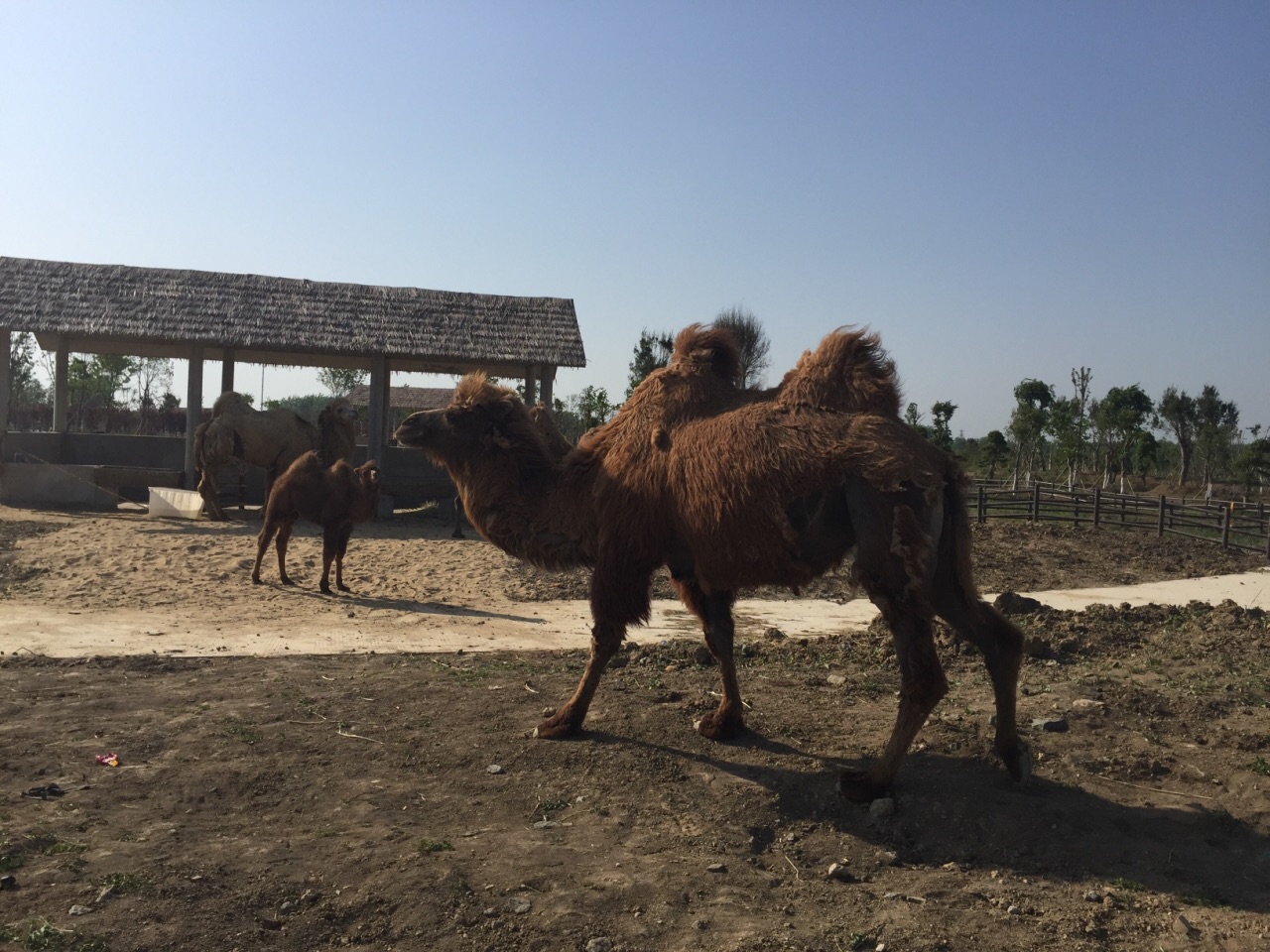 宿州野生動物園