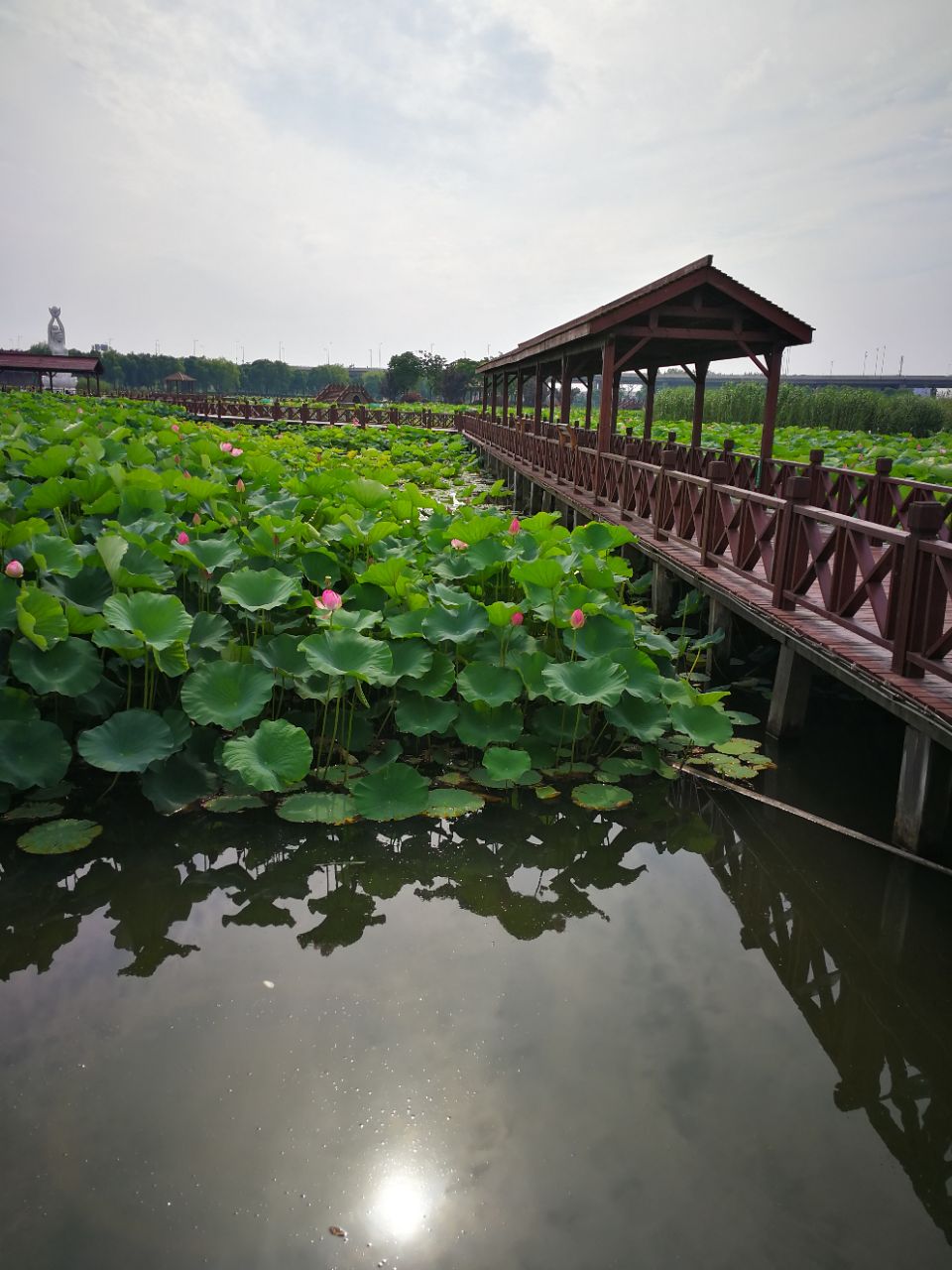 荷塘月色湿地公园