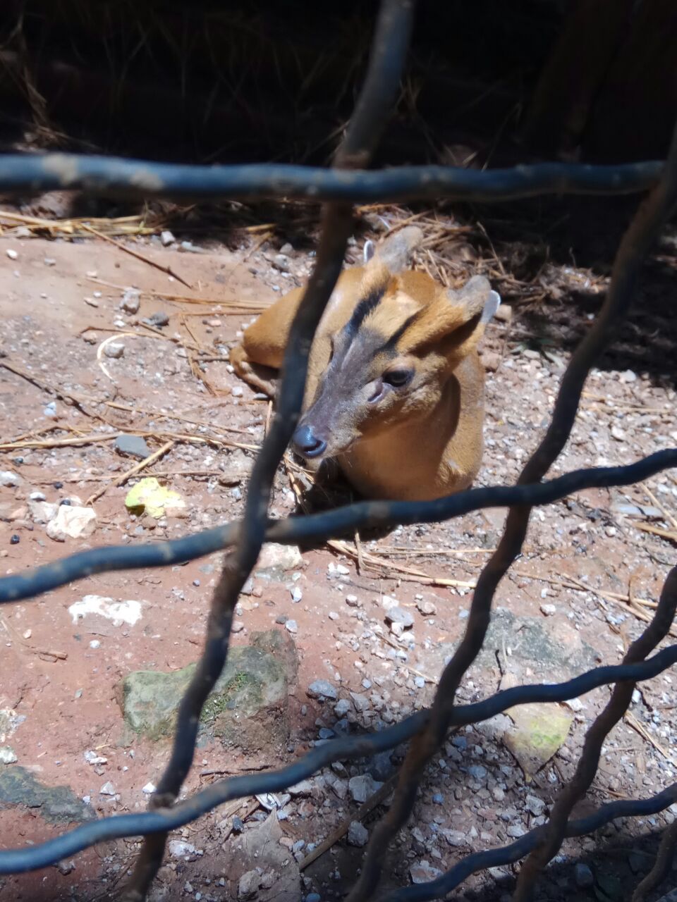 雲南野生動物園