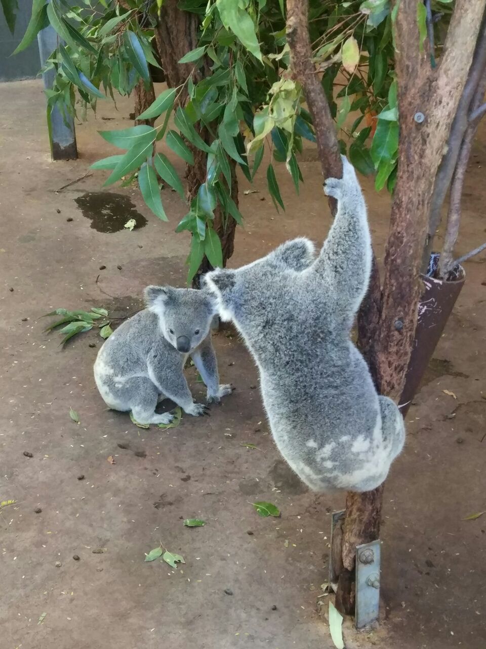 龙柏考拉保护区
