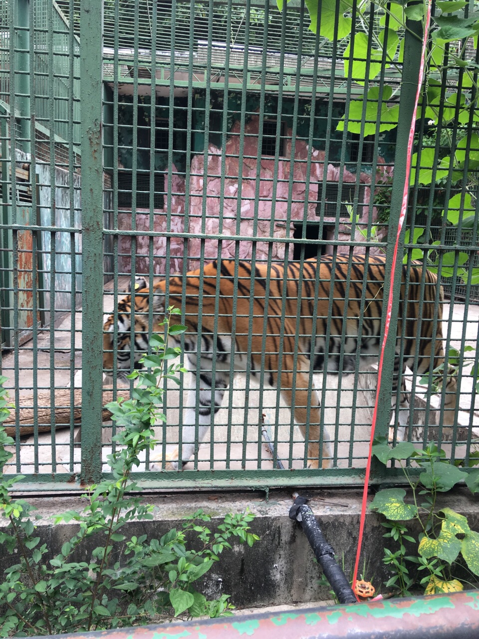 紅山森林動物園