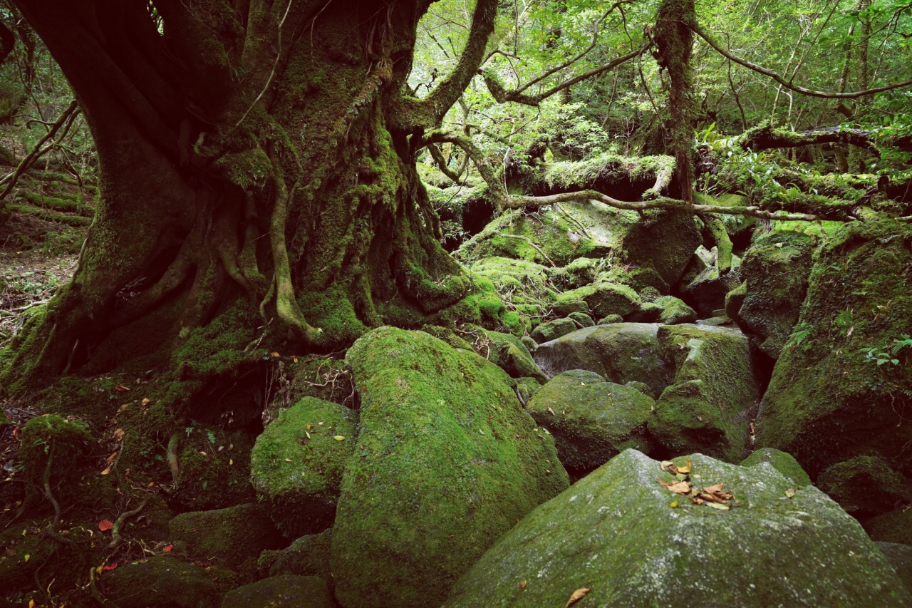 Top 5 Things to Do & See on Yakushima | All About Japan