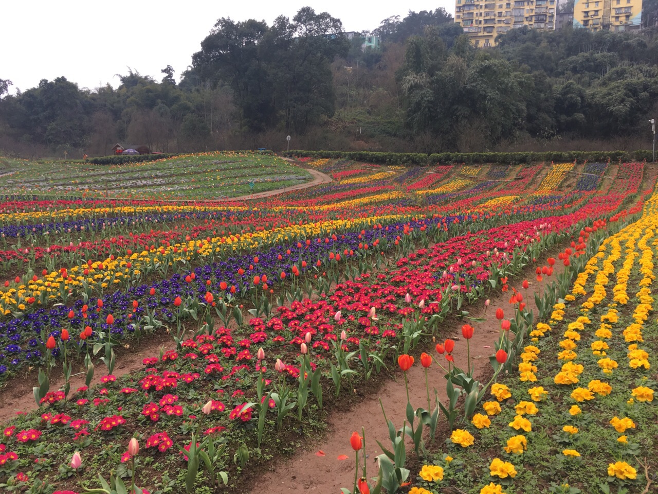 泸州清溪谷旅游区61花田酒地景区好玩吗,泸州清溪谷旅游区61花田