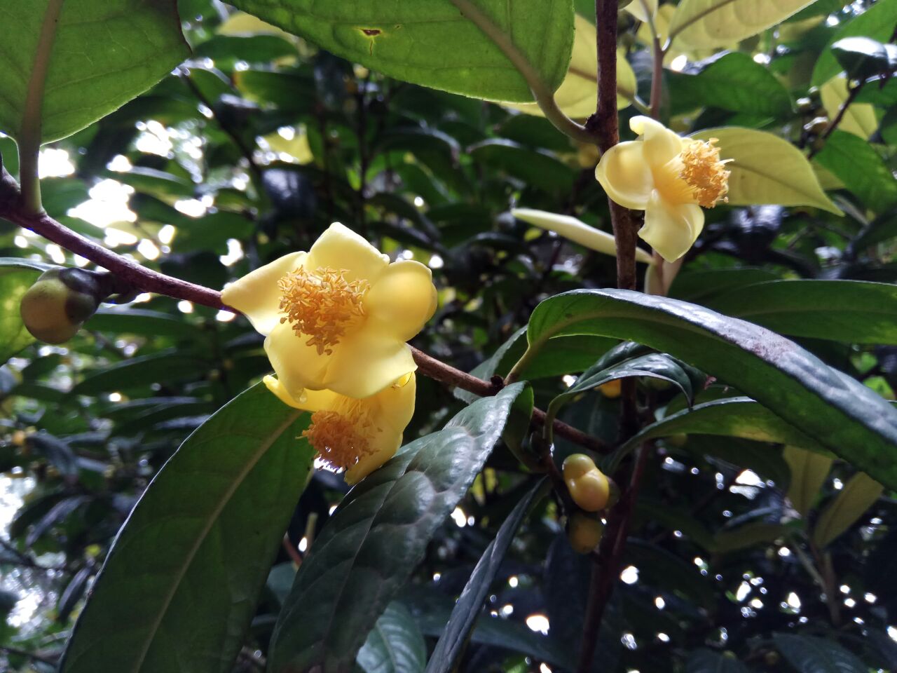 金花茶有茶族皇后的美誉,而一月初正好是花期,因为开花时花色金黄,又
