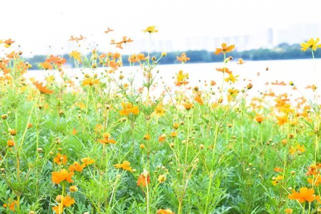 广州9个适合学生党穷游的地方,便宜好玩还超治