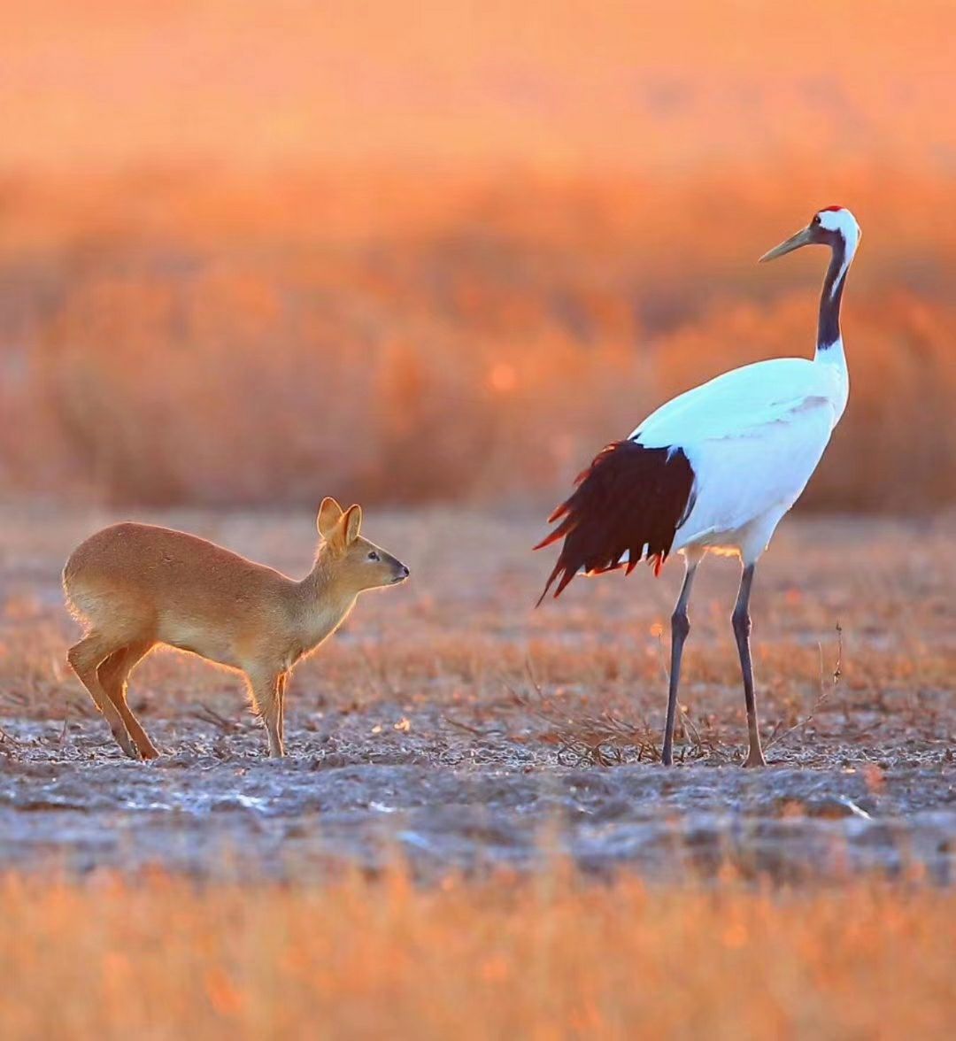 盐城丹顶鹤湿地生态旅游区