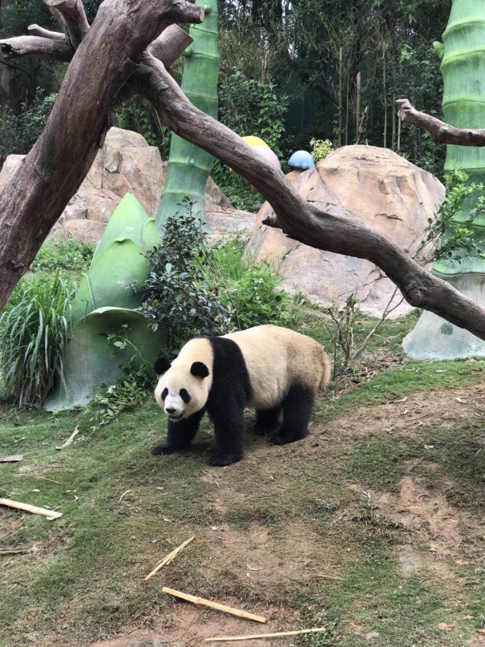 廣州長隆野生動物世界景點,第二次去了,真不愧是國內屬一的動物園