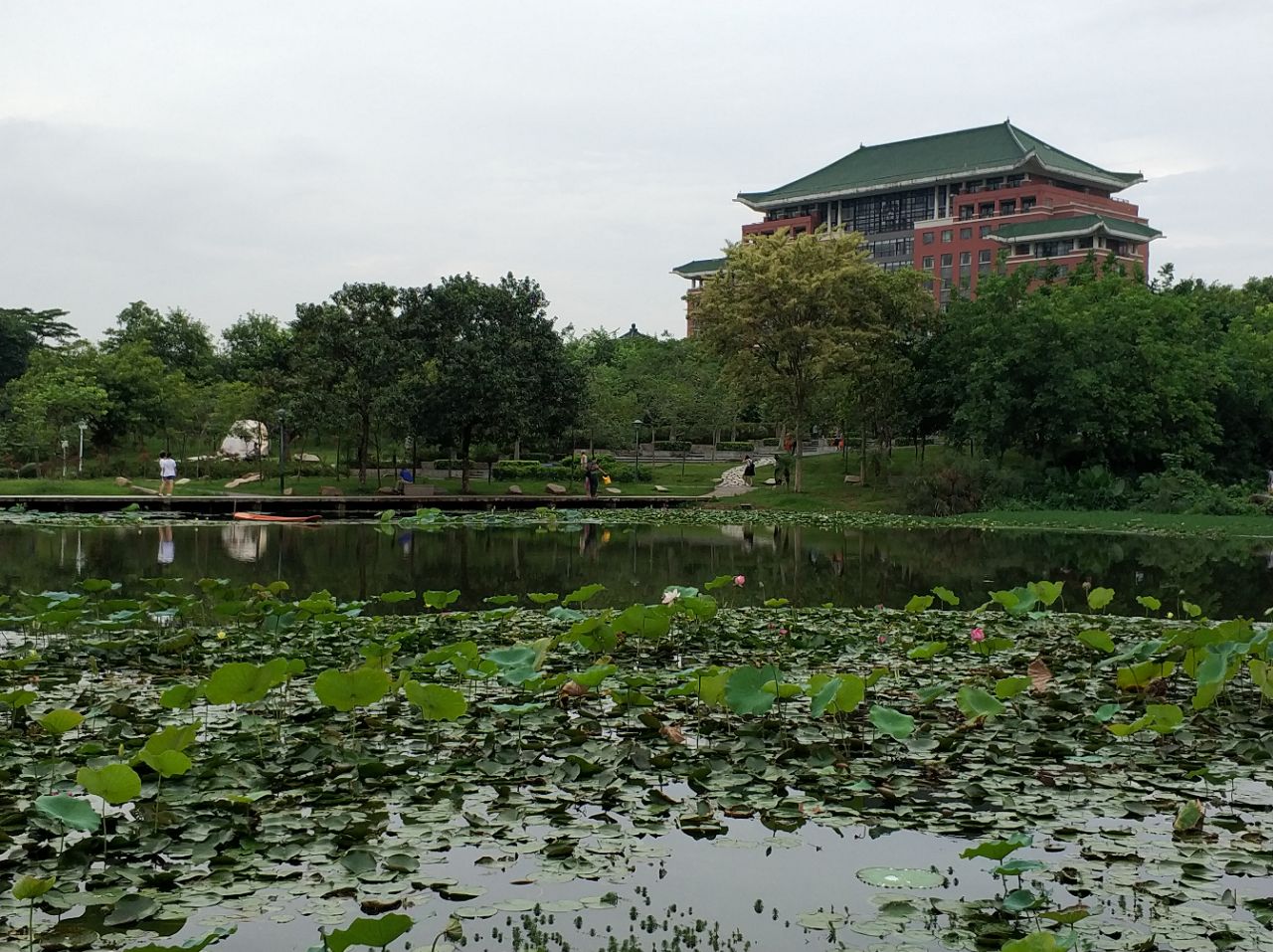 2024华南农业大学-树木园游玩攻略,广州可以看到紫荆花的地方首...【去哪儿攻略】