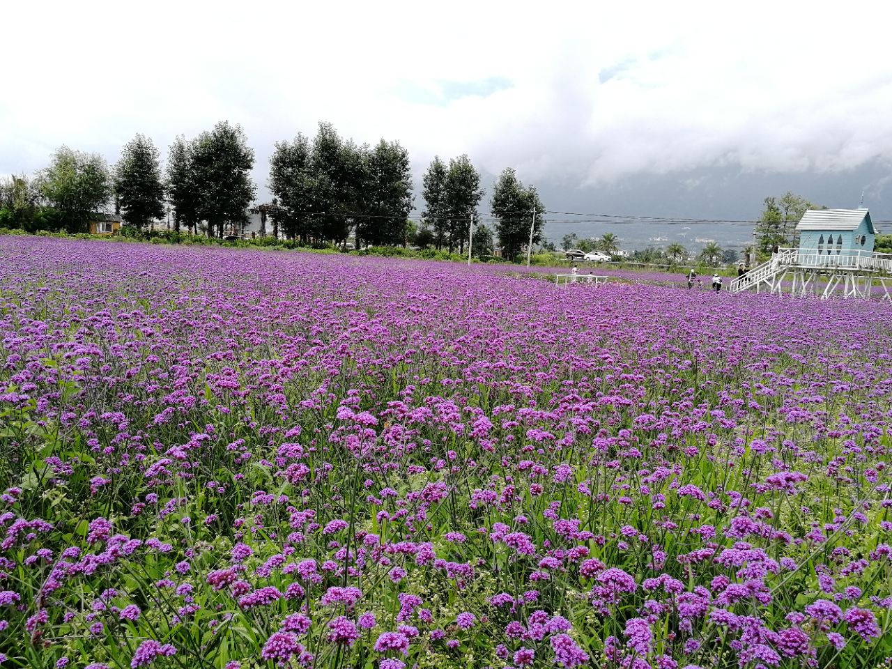 云海芳草千亩花卉博览园