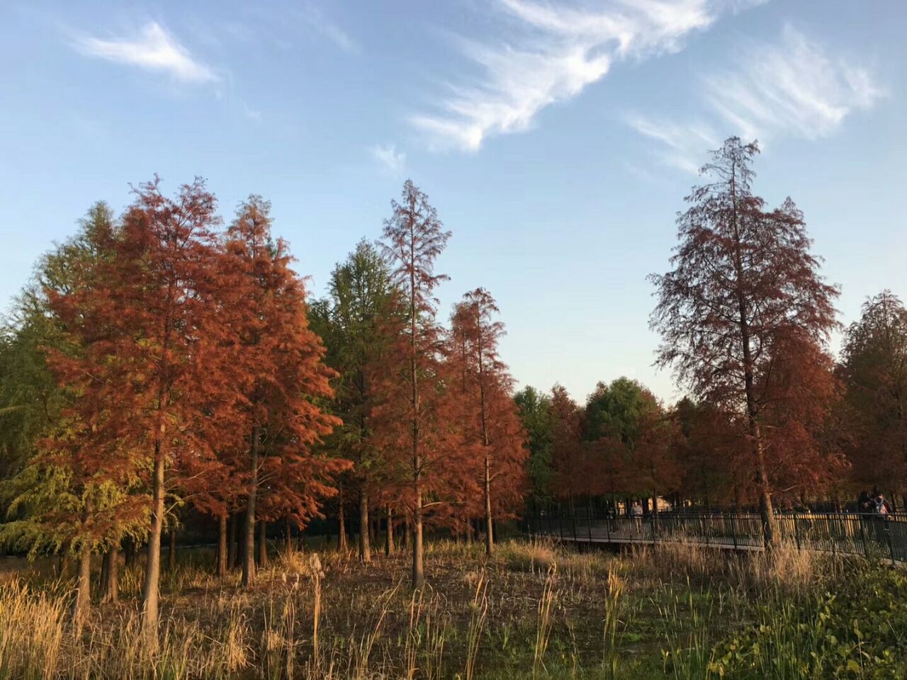 2019星愿公园-旅游攻略-门票-地址-问答-游记点评,上海迪士尼度假区旅