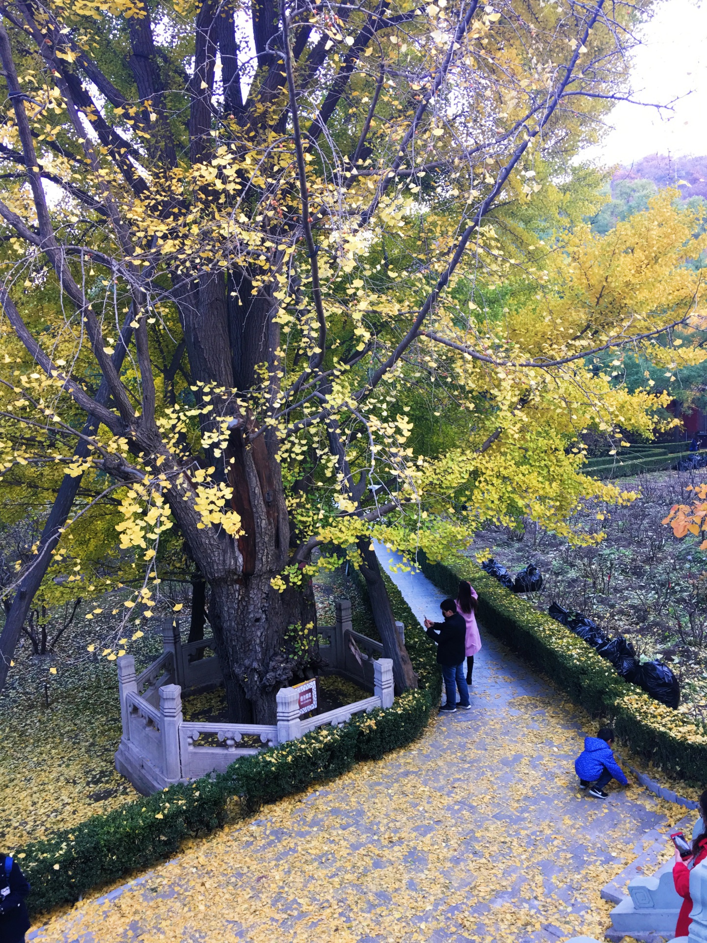 2019戒臺寺_旅遊攻略_門票_地址_遊記點評,門頭溝旅遊景點推薦 - 去