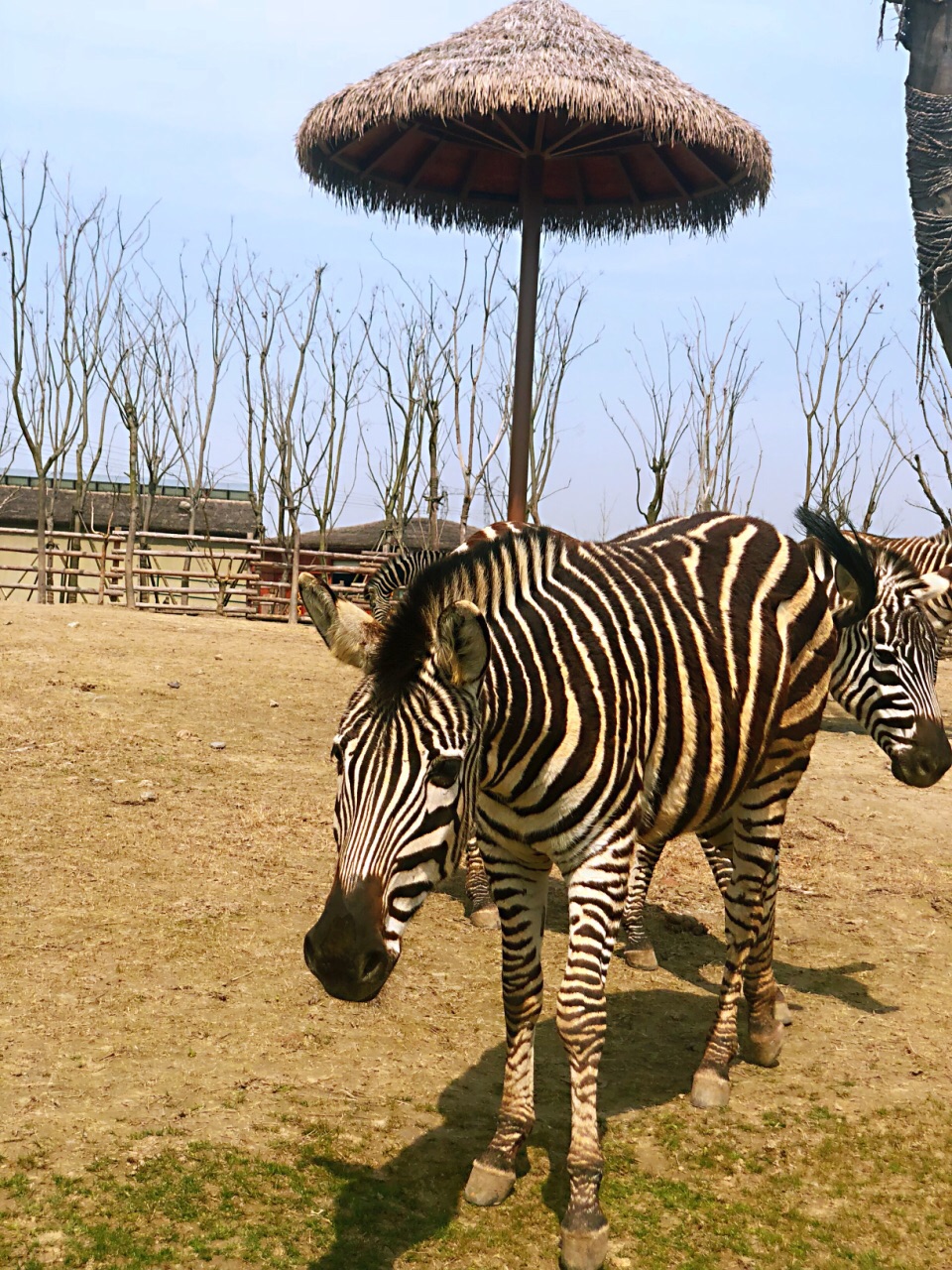 南通森林野生動物園