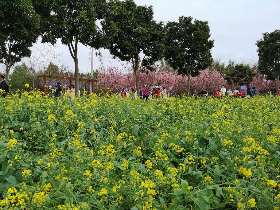 從化區天適櫻花悠樂園景點怎麼樣_點評_評價【攜程攻略】