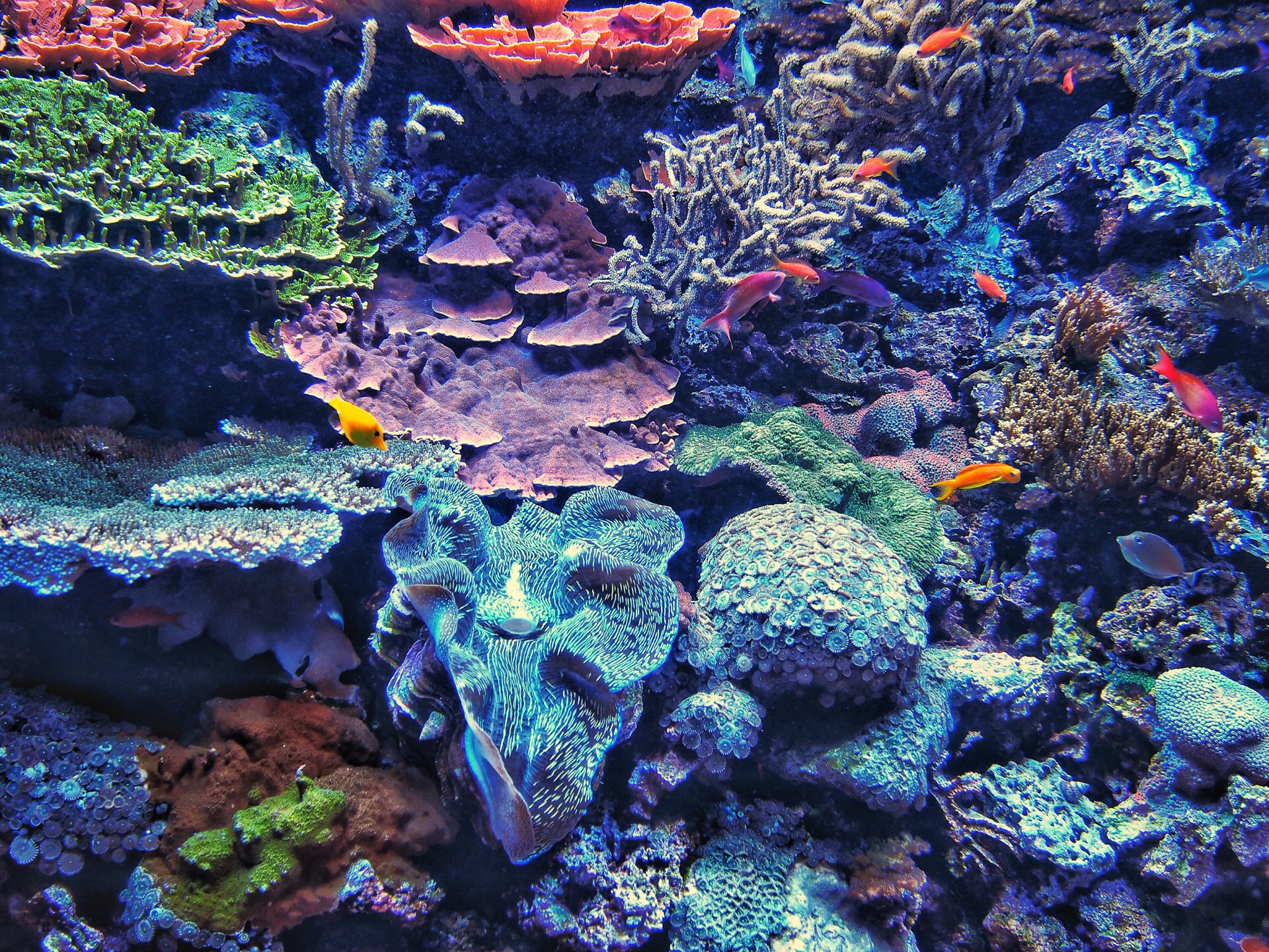 西雅图水族馆