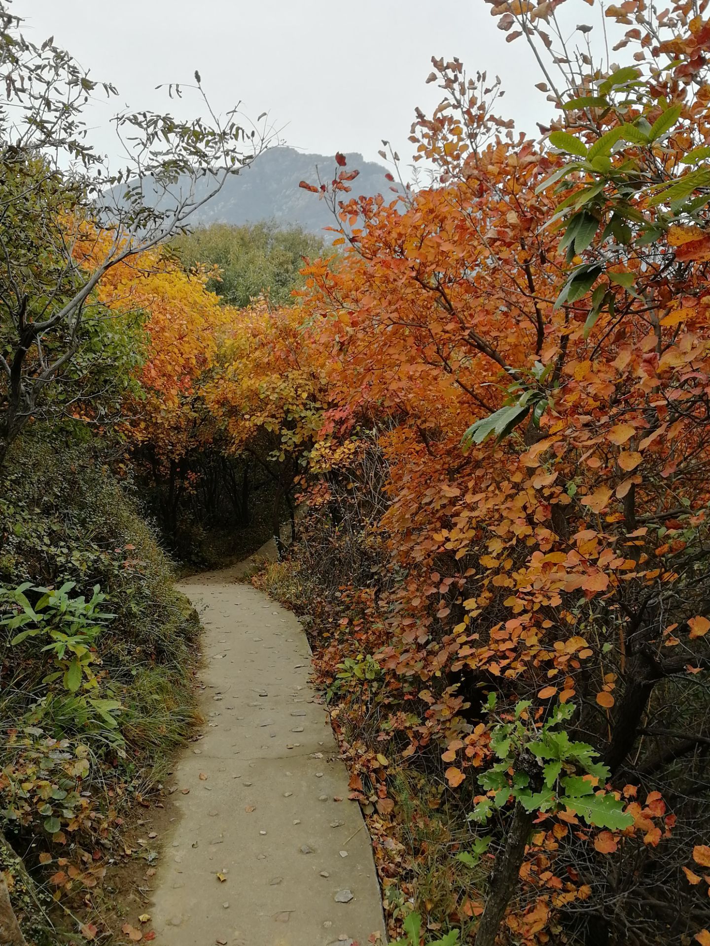 【携程攻略】禹州大鸿寨风景区景点,秋天的大鸿寨有着漫山遍野的红叶，吸引着四面八方游客们的到来。