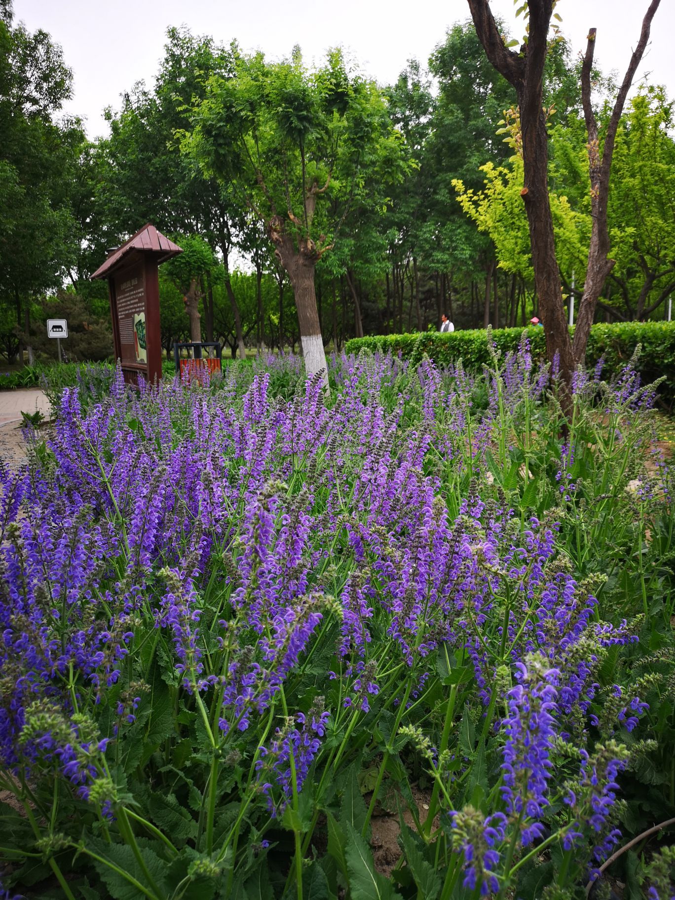 碧海公园bihai park