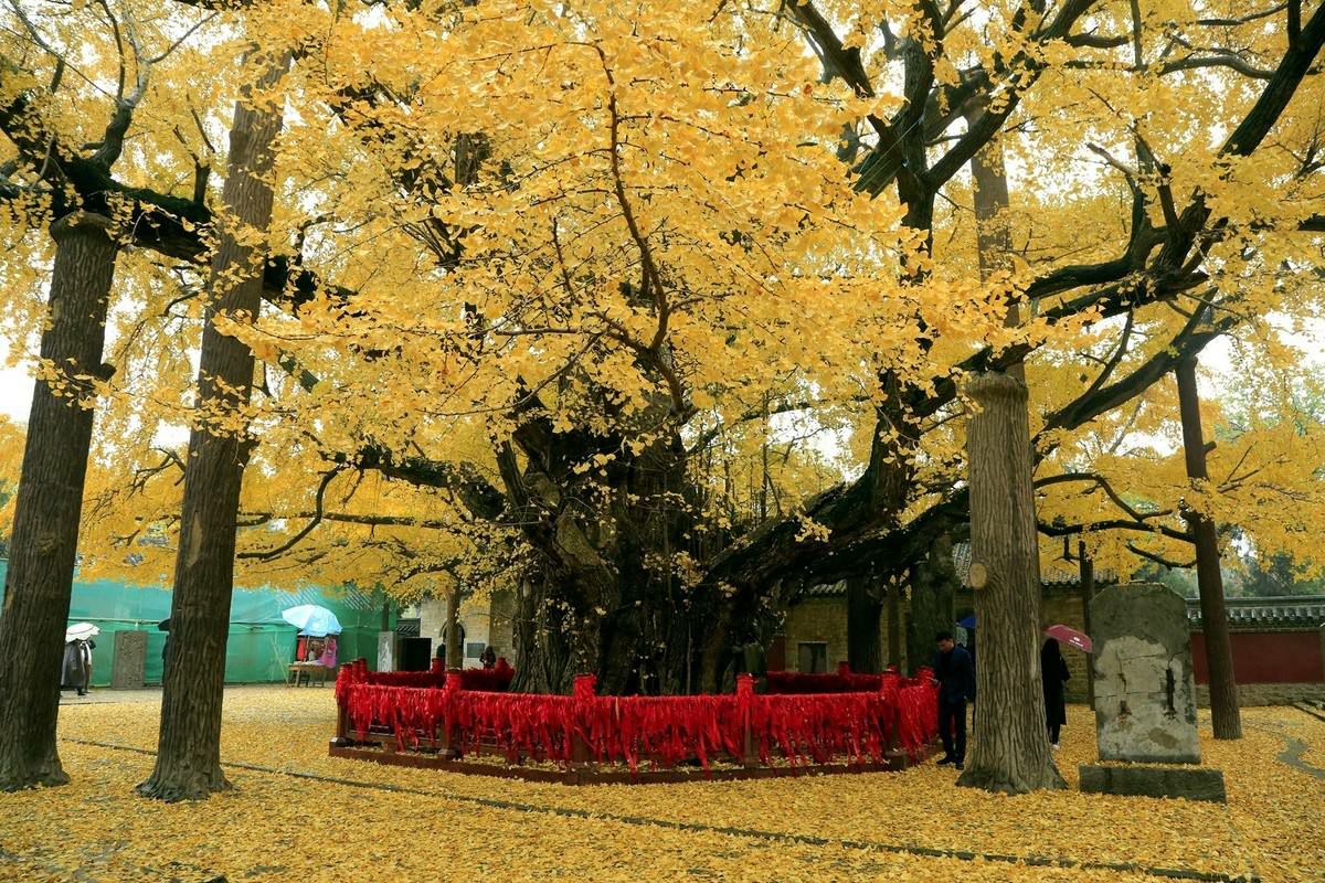 山东莒县浮来山，因4000年的银杏树，千年古寺成旅游胜地_定林寺