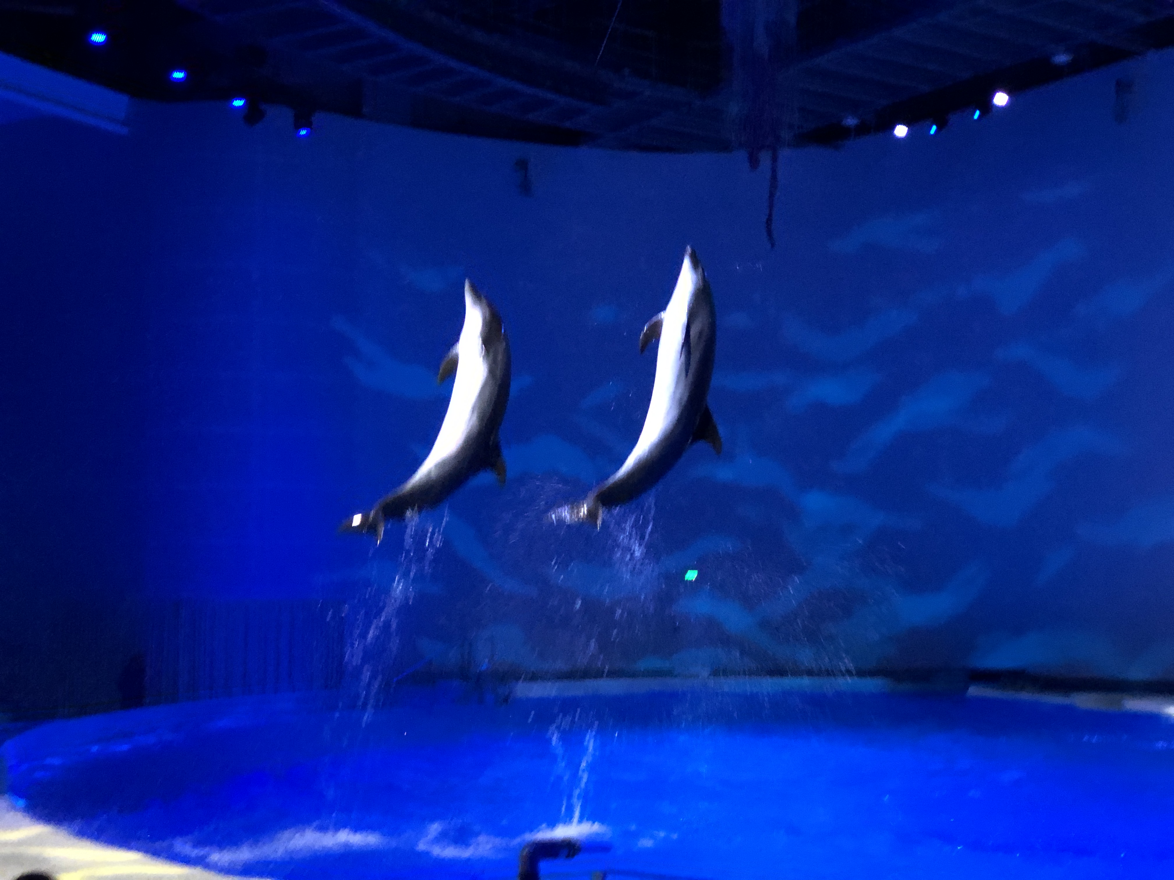 上海海豚剧场《海豚奇缘》好玩吗,上海海豚剧场《海豚奇缘》景点怎么