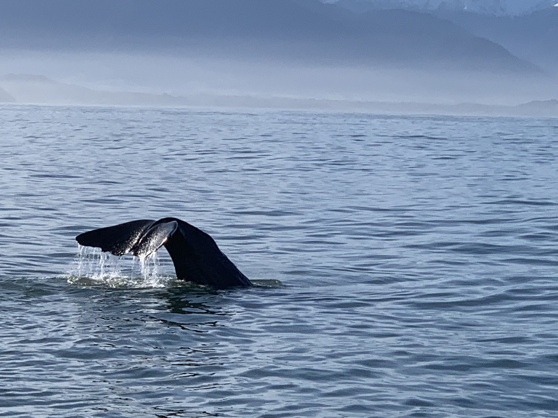 and they found four sperm whales 