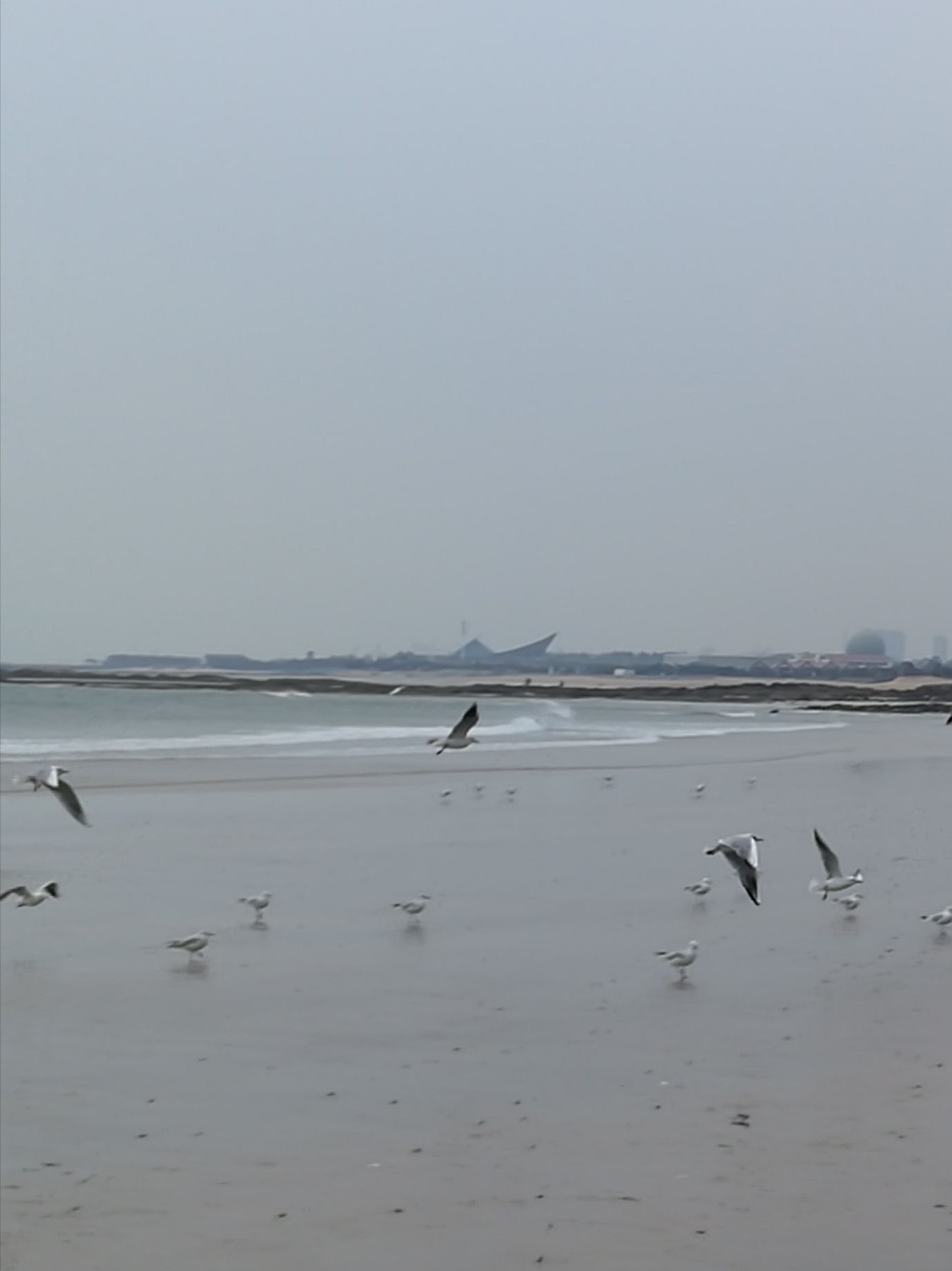 日照任家臺趕海園攻略,日照任家臺趕海園門票/遊玩攻略/地址/圖片