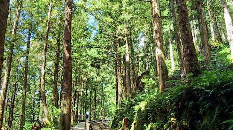 宜兰 太平山国家森林游乐区游玩攻略 太平山国家森林游乐区门票多少钱 价格表 团购票价预定优惠 景点地址在哪里 图片介绍 参观预约 旅游游览顺序攻略及注意事项 营业时间 携程攻略