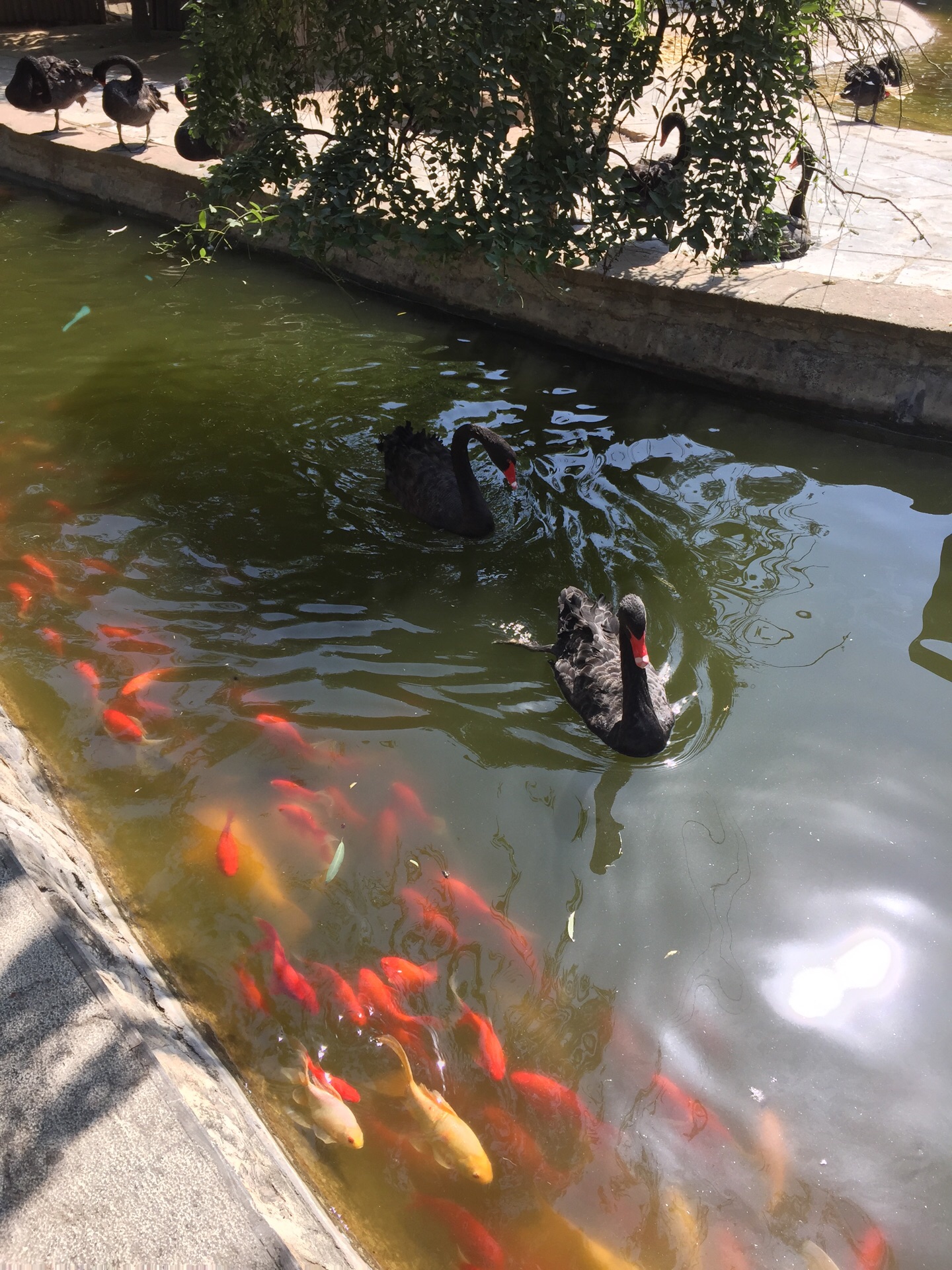 商丘市人民公园动物园 4.0分  点评 直线距离3.4km