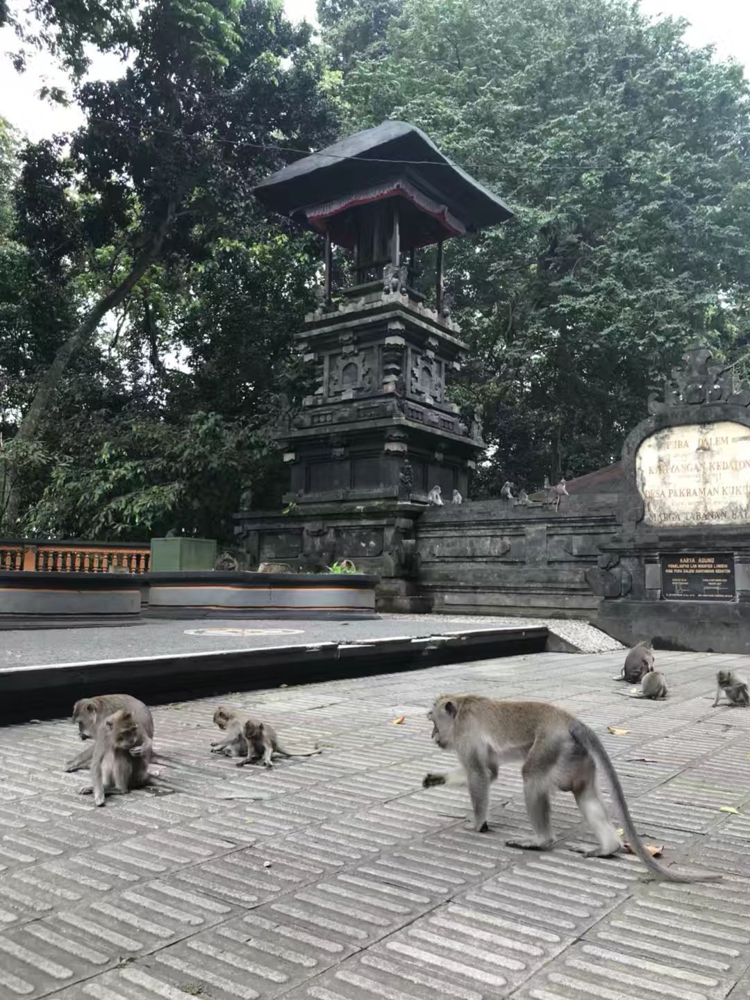 圣猴森林街图片