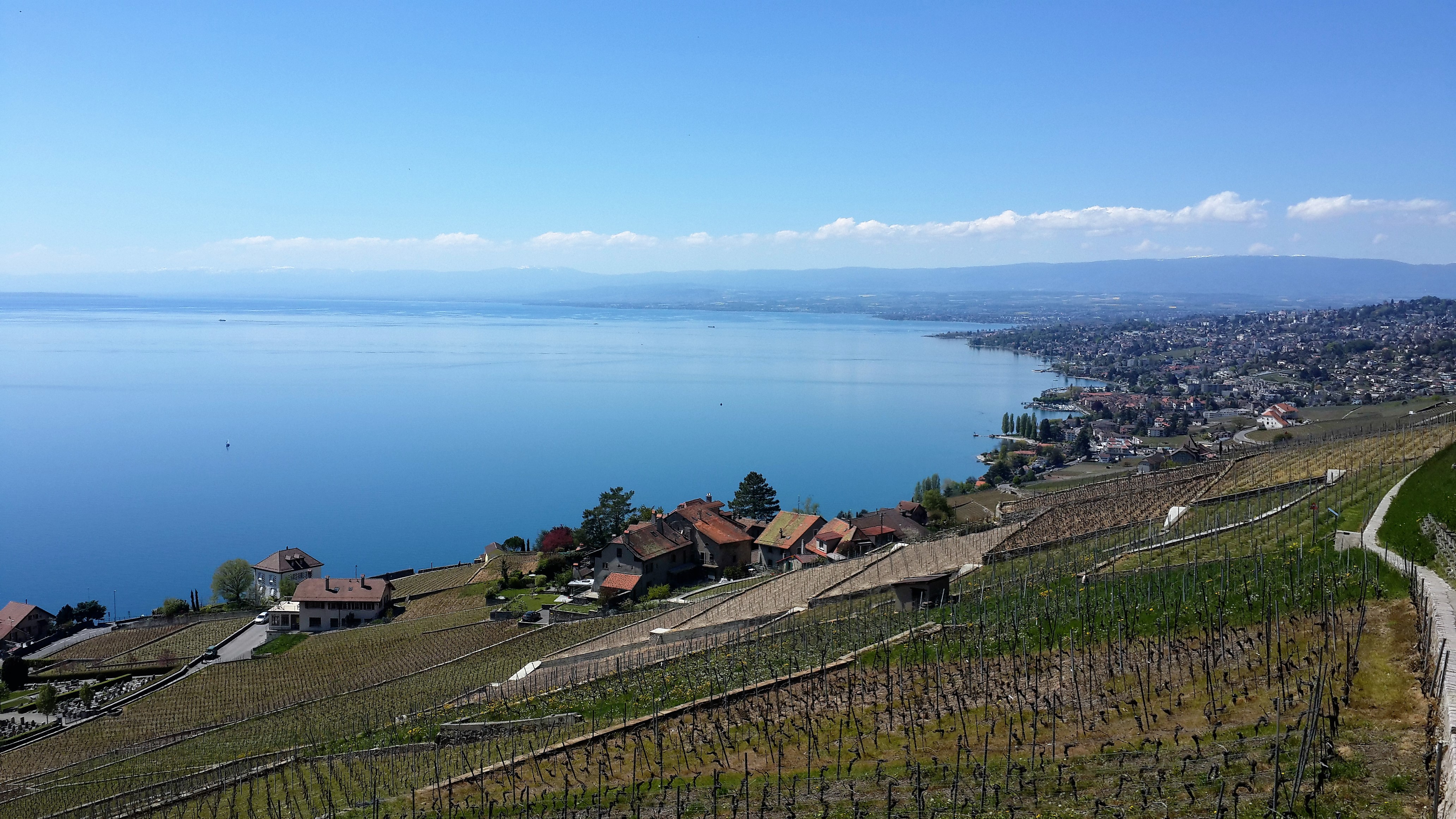 拉沃梯田葡萄园(lavaux, vineyard terraces)

