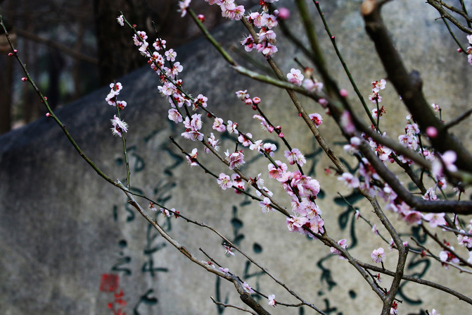 最好看的五种梅花 100o0e00000072o52AB39_R_671_10000_Q90.jpg?proc=autoorient