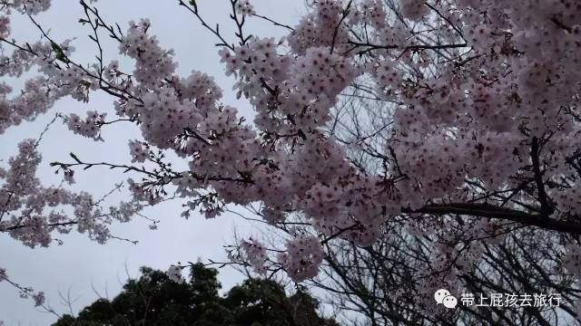 赛琳娜邮轮亲子游:2000块坐着邮轮去日本赏樱