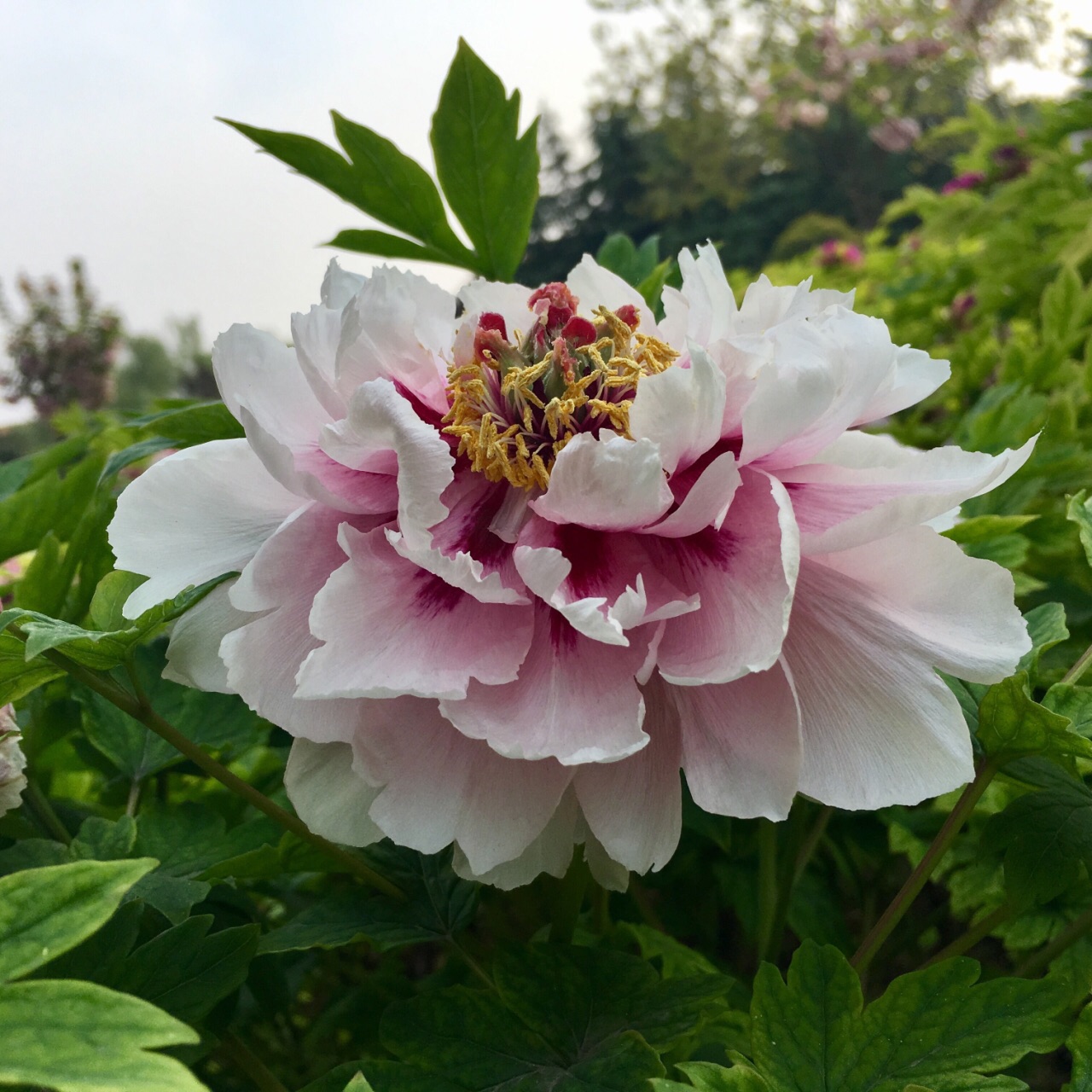 2019中國國花園_旅遊攻略_門票_地址_遊記點評,洛陽旅遊景點推薦 - 去