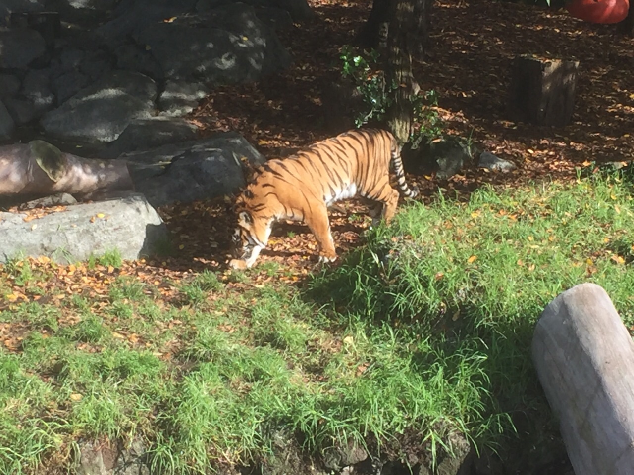 奧克蘭動物園