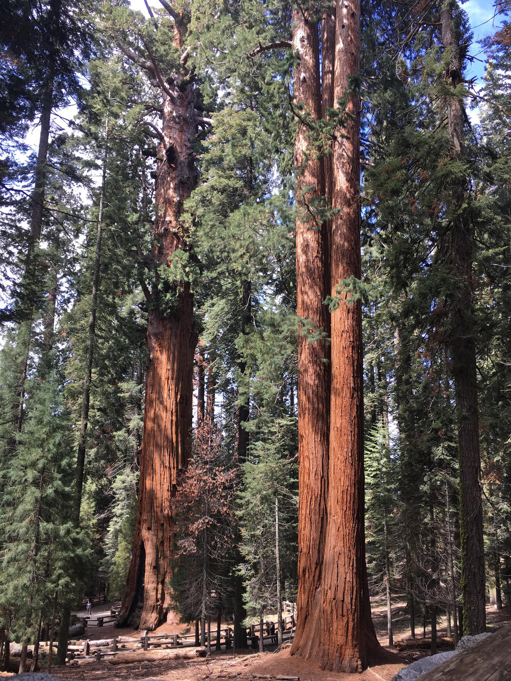 美國紅杉樹國家公園(sequoia national park) - 美國遊記攻略【攜程