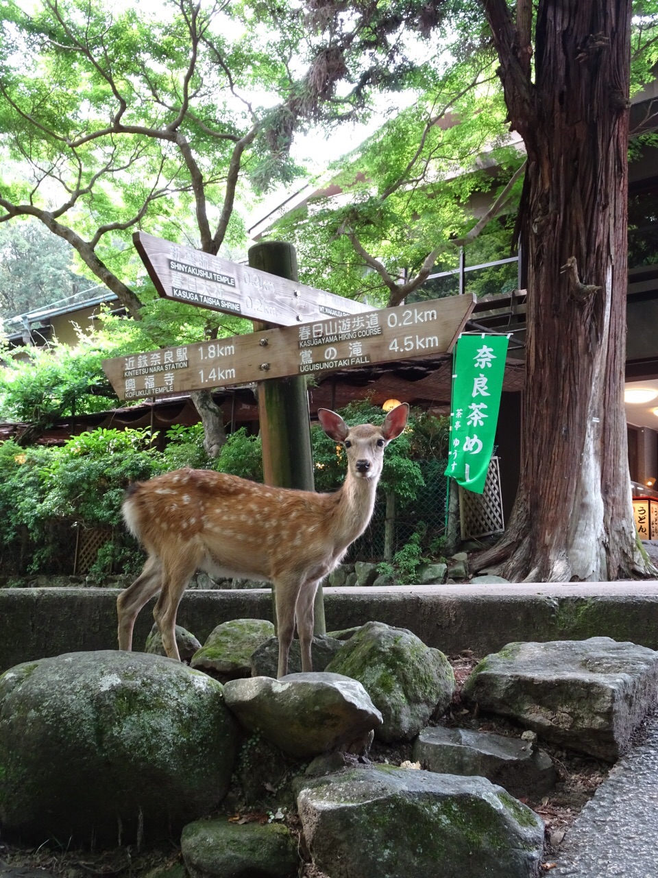 2019奈良公园_旅游攻略_门票_地址_游记点评,奈良旅游景点推荐 去