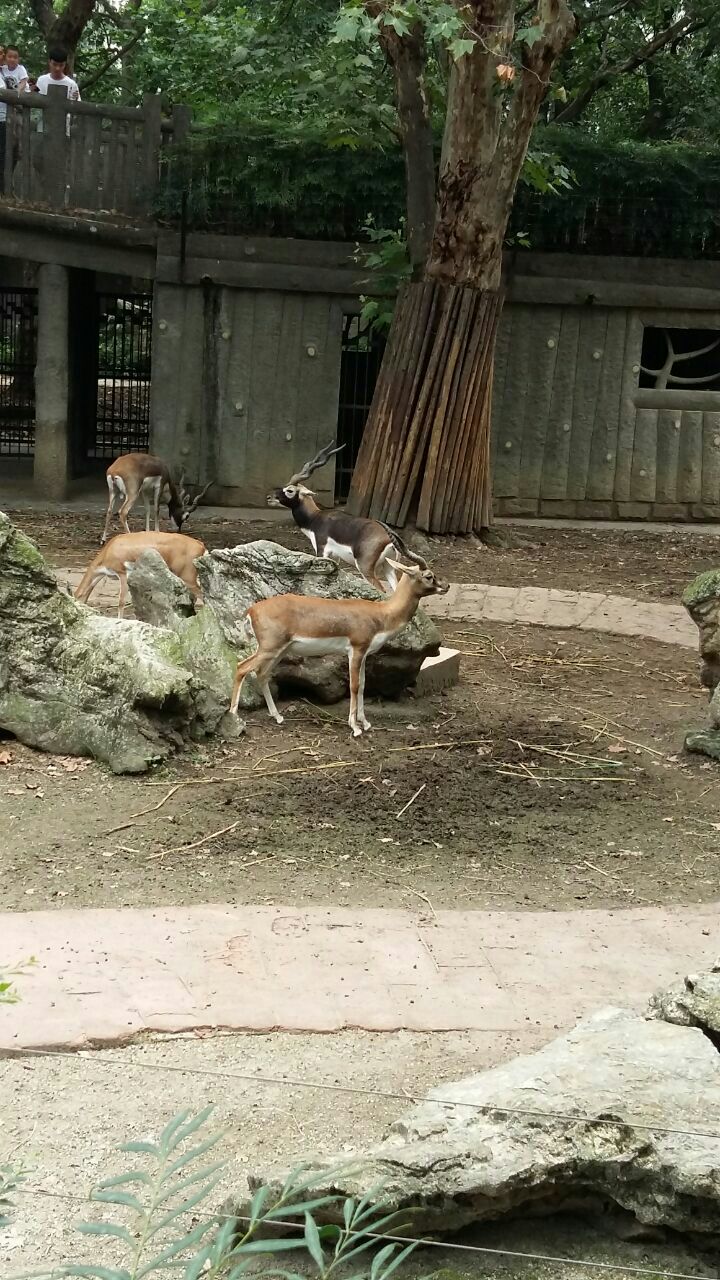 成都動物園