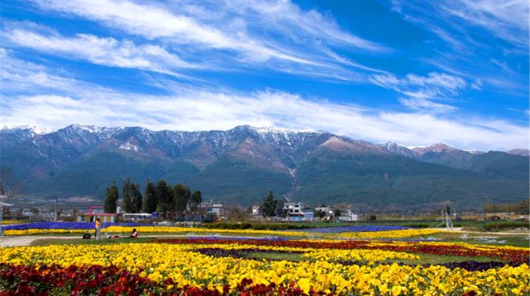 大理市云海芳草千亩花卉博览园攻略-云海芳草千亩花卉博览园门票价格
