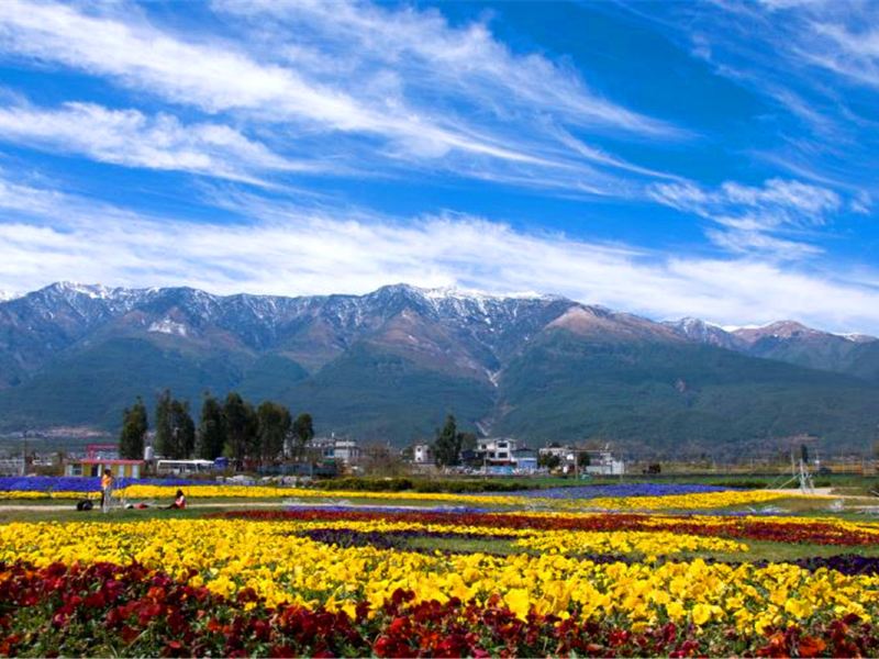 大理市云海芳草千亩花卉博览园攻略-云海芳草千亩花卉博览园门票价格
