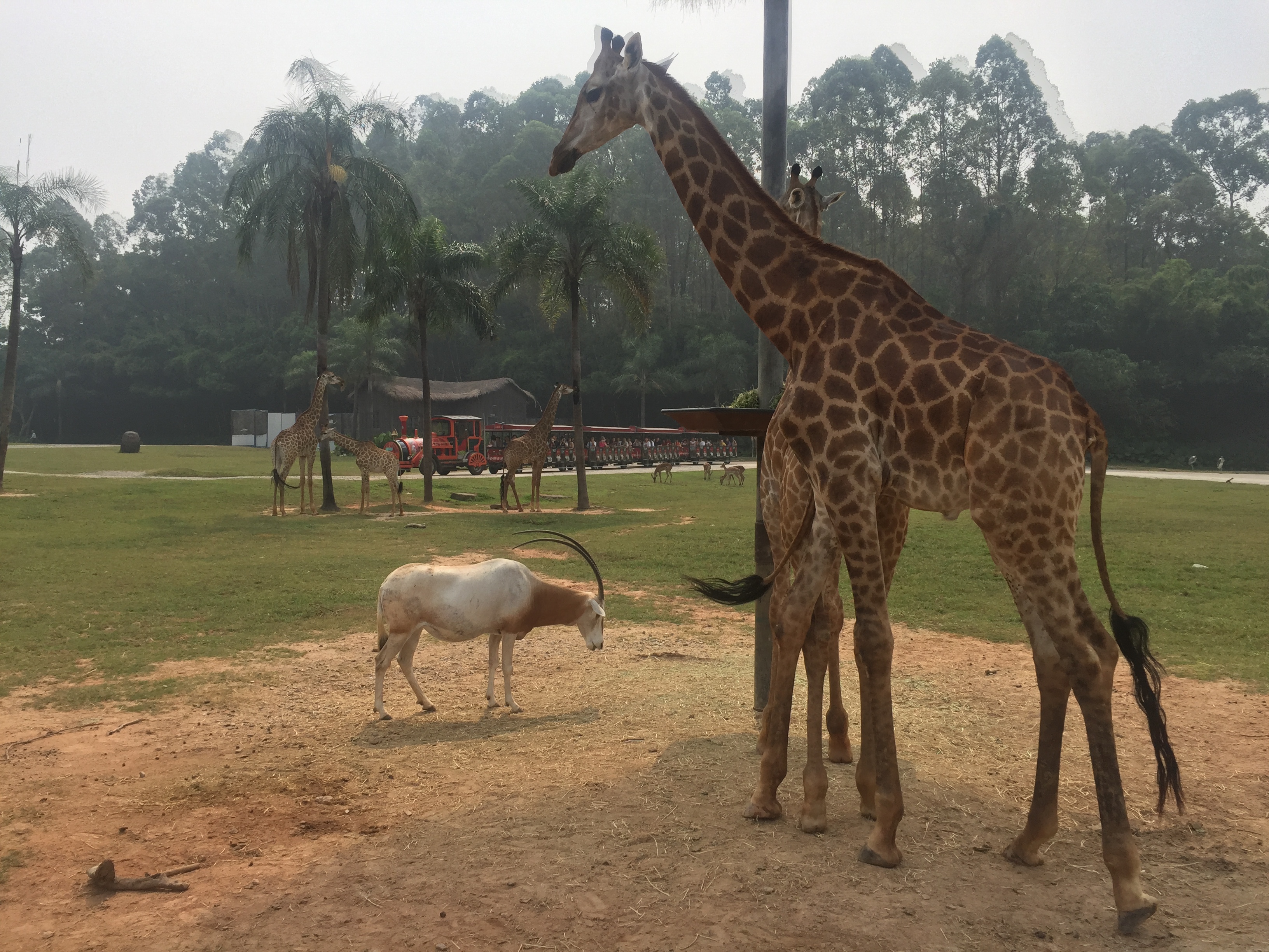 【攜程攻略】廣州長隆旅遊度假區長隆野生動物世界適合家庭親子旅遊嗎