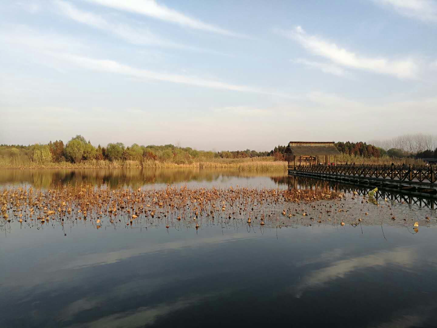 2023溱湖国家湿地公园游玩攻略,.美,野生动物保护的非常好.