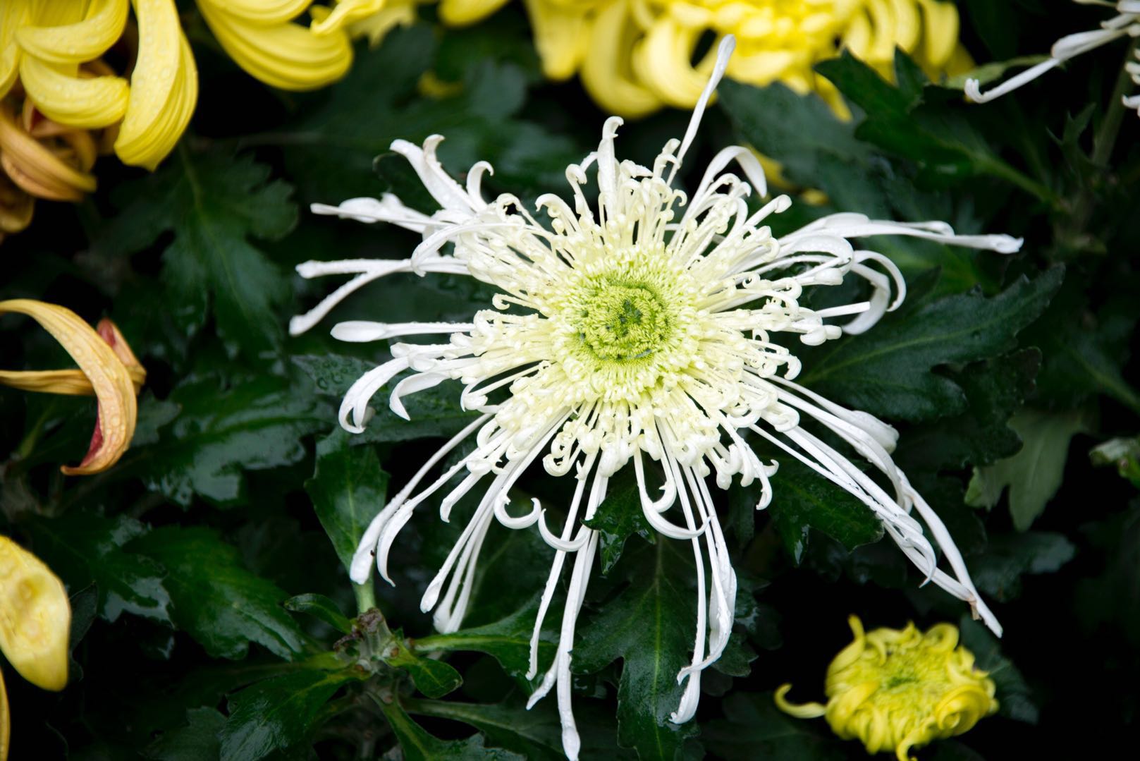 各种菊花盛开,美丽无比,让你觉得世界是多么的美好,我们的生活是多么