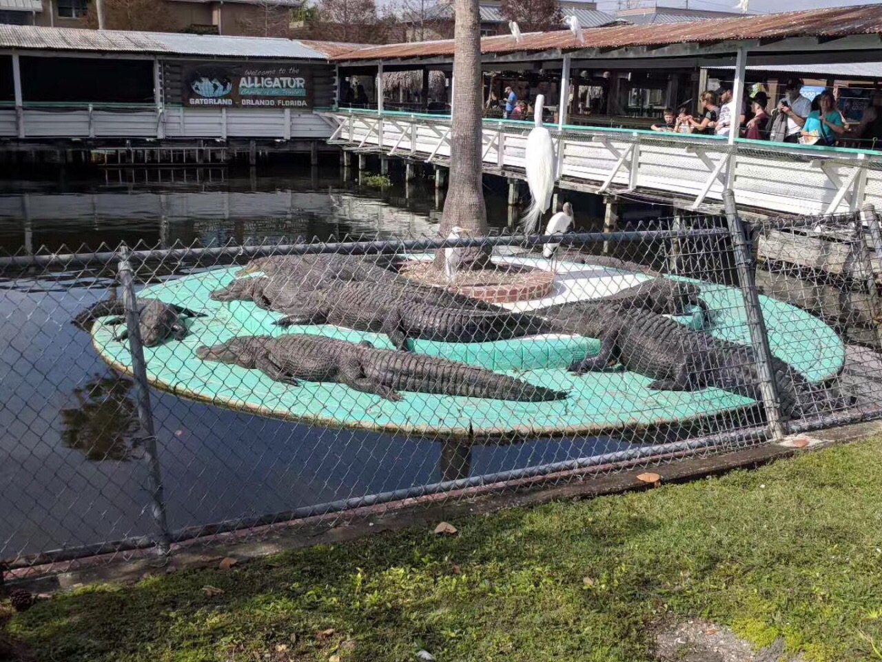 家族经营的鳄鱼公园 名副其实的鳄鱼主题乐园,各种鳄鱼多到无法
